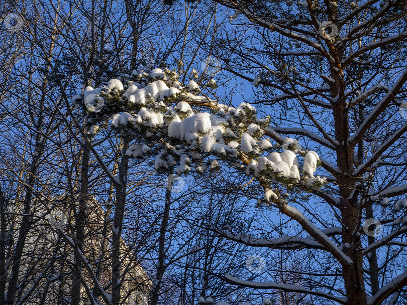 Скачать Солнечный зимний фон естественного леса. Большие сосновые ветви покрыты белым пушистым снегом. Крупный план. фотосток Ozero