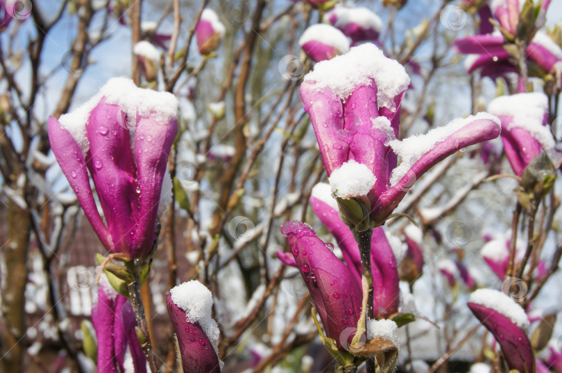 Скачать Крупные розовые цветы магнолии Сьюзан (Magnolia liliiflora x Magnolia stellata) под белыми снежными шапками. Красивый весенний цветущий сад со снегом. Избирательный подход. Концепция природы для дизайна. фотосток Ozero