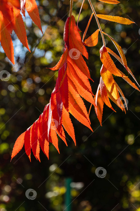 Скачать Осенние цвета Rhus typhina (сумах рогатый, Anacardiaceae). Красные, оранжевые, желтые листья сумаха на размытом фоне.выборочный фокус на фоне с естественным текстурным рисунком. Концепция природы для дизайна. фотосток Ozero