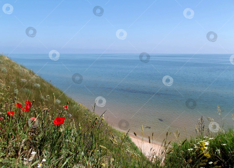 Скачать Побережье Азовского моря с крутыми холмами. Красные цветы мака среди зеленой травы. Морской пейзаж. фотосток Ozero