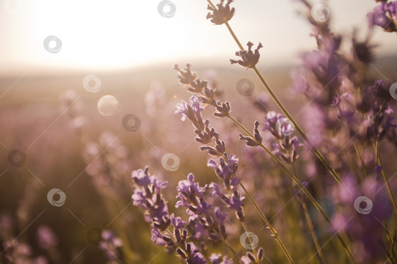 Скачать Прекрасное изображение лавандовых полей. Летний пейзаж на закате фотосток Ozero