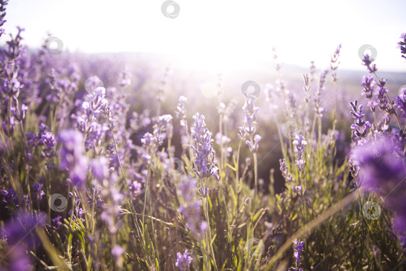Скачать Прекрасное изображение лавандовых полей. Летний пейзаж на закате фотосток Ozero