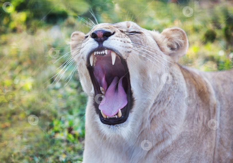 Скачать львица с открытой пастью фотосток Ozero