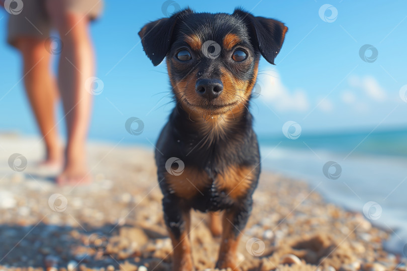 Скачать прогуляйтесь с милым щенком по морскому пляжу фотосток Ozero