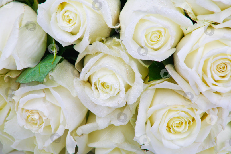 Скачать белые розы в каплях росы фотосток Ozero