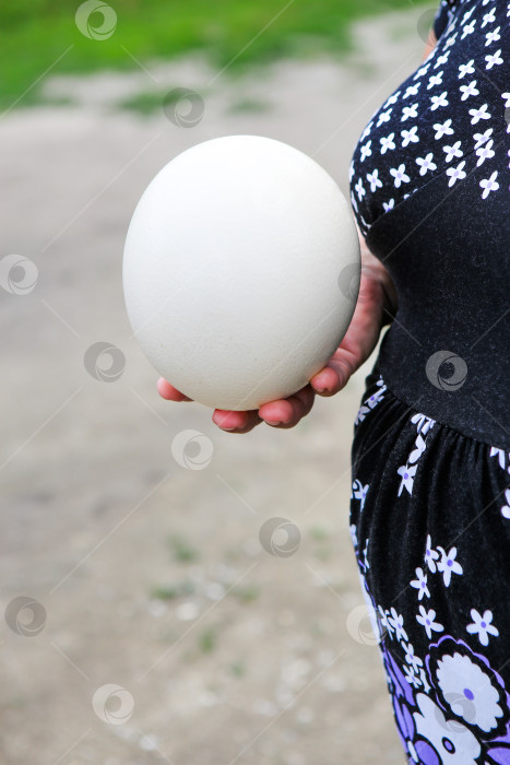 Скачать страусиное яйцо фотосток Ozero