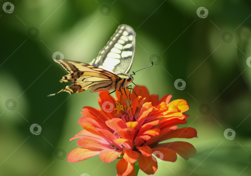Скачать яркая бабочка на цветке фотосток Ozero