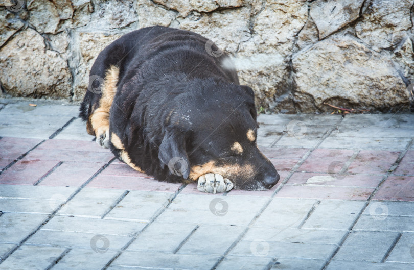 Скачать Бездомная собака лежит на тротуаре. фотосток Ozero