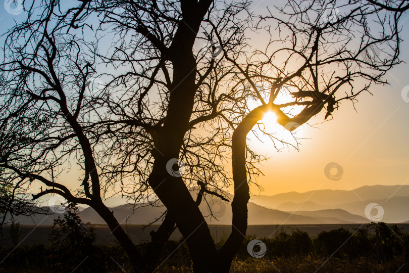 Скачать пейзаж с контуром дерева в лучах заката фотосток Ozero