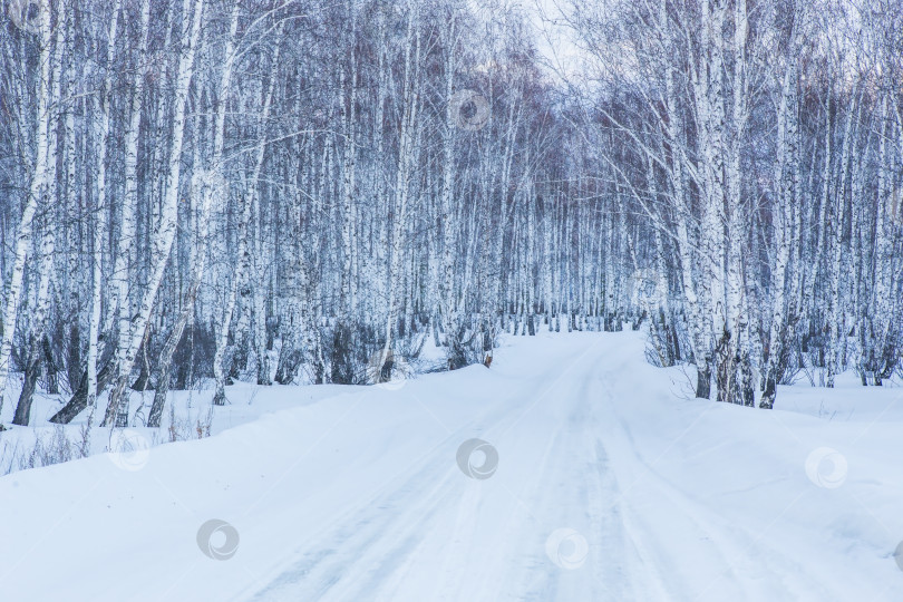 Скачать Дорога в зимний березовый лес фотосток Ozero