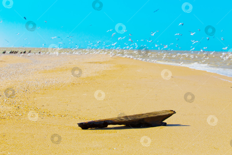 Скачать Старый ствол дерева на морском пляже. фотосток Ozero