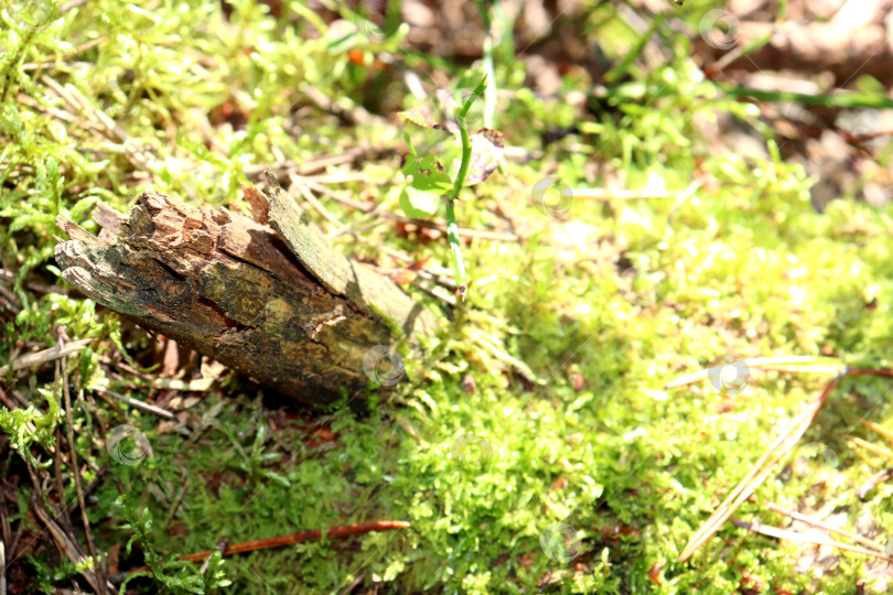 Скачать Коряга, пень дерева среди травы и мха в лесу - природный фон фотосток Ozero