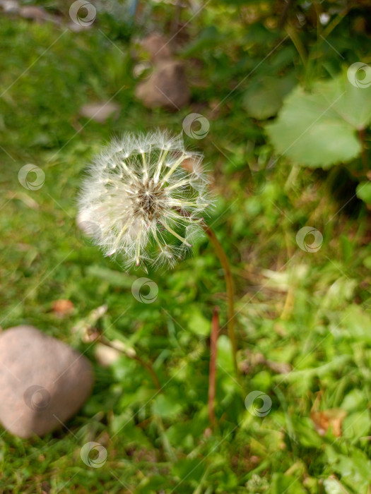 Скачать Спелый одуванчик на фоне травы в саду фотосток Ozero