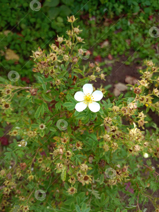 Скачать Белый цветок лапчатки с бутонами лапчатки лапчатковой фотосток Ozero