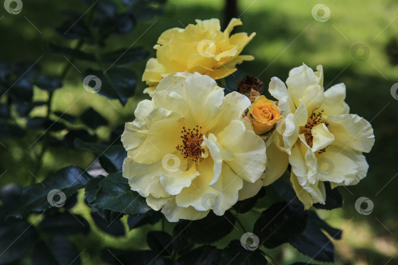 Скачать Желтая садовая роза на кусте фотосток Ozero