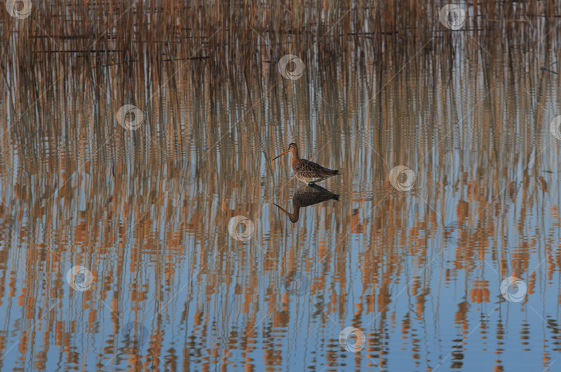 Скачать Годвит - болотная птица семейства бекасовых, обитающая на озере фотосток Ozero