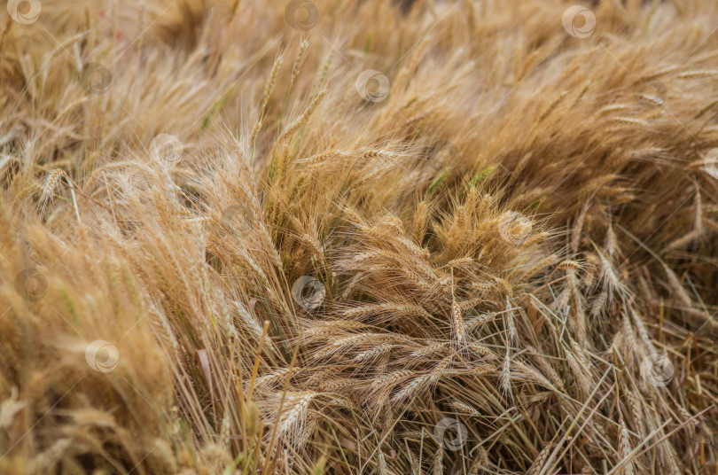 Скачать Пшеничное поле со спелыми колосьями кукурузы. фотосток Ozero