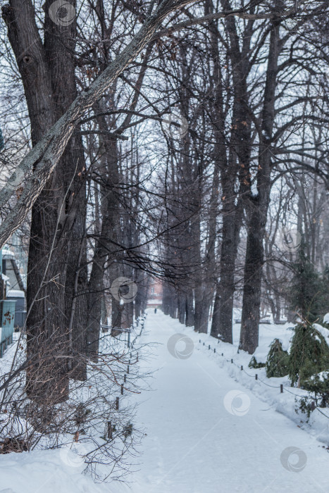 Скачать Зимняя аллея в снегу фотосток Ozero