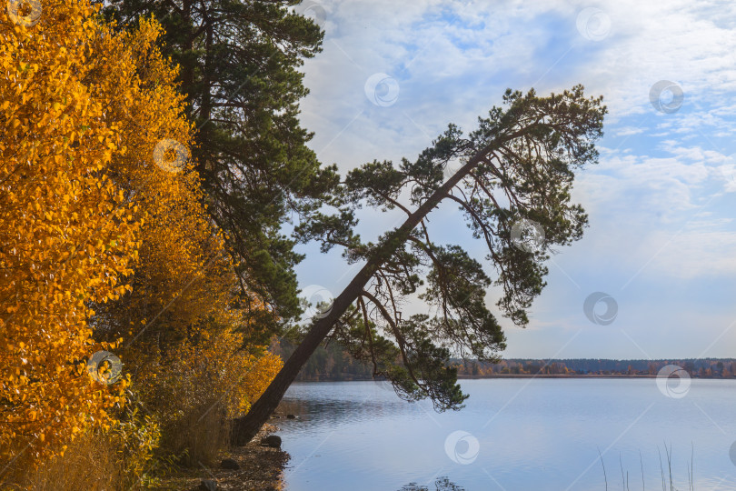 Скачать Осенний лес на берегу озера фотосток Ozero