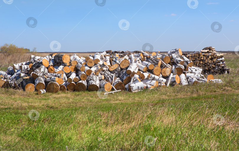 Скачать березовые дрова на траве в поле фотосток Ozero