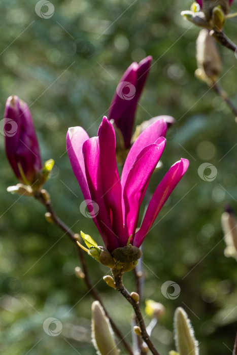 Скачать Полностью раскрытый розовый цветок магнолии Сьюзен (Magnolia liliiflora x Magnolia stellata) на размытом фоне весенней зелени сада. Выборочный фокус. Природная концепция весеннего дизайна фотосток Ozero