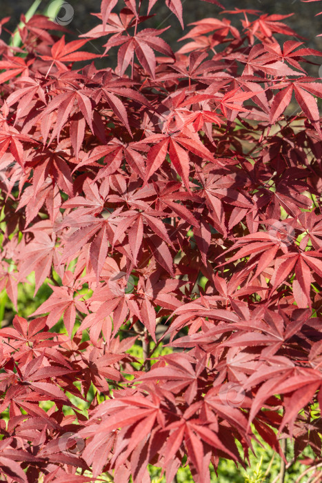 Скачать Японский клен Acer palmatum Atropurpureum растет на берегу красивого садового пруда. Крупный план. Молодые красные листья на размытом фоне вечнозеленых и водных растений. Концепция природы для дизайна. фотосток Ozero