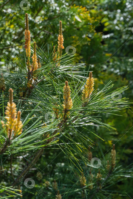 Скачать Pinus densiflora Umbraculifera. Молодые желтые женские сосновые шишки на длинных побегах Pinus densiflora Umbraculifera. Солнечный день в весеннем саду. Крупный план. Концепция природы для дизайна. Выборочный фокус фотосток Ozero