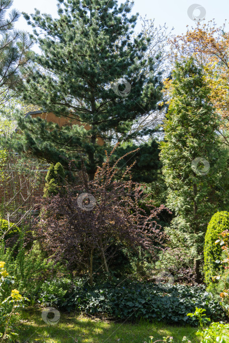Скачать Огромный куст Berberis thunbergii Atropurpurea на размытом фоне вечнозеленых растений. Фиолетовая листва на изогнутых ветвях барбариса гармонично вписывается в ландшафт вечнозеленого сада. фотосток Ozero