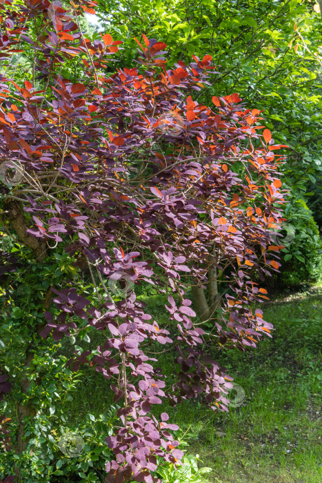 Скачать Молодые красные листья Cotinus coggygria Royal Purple (Rhus cotinus, европейское дымчатое дерево) на размытом фоне зелени в весеннем саду. Выборочный фокус. Природная концепция дизайна фотосток Ozero