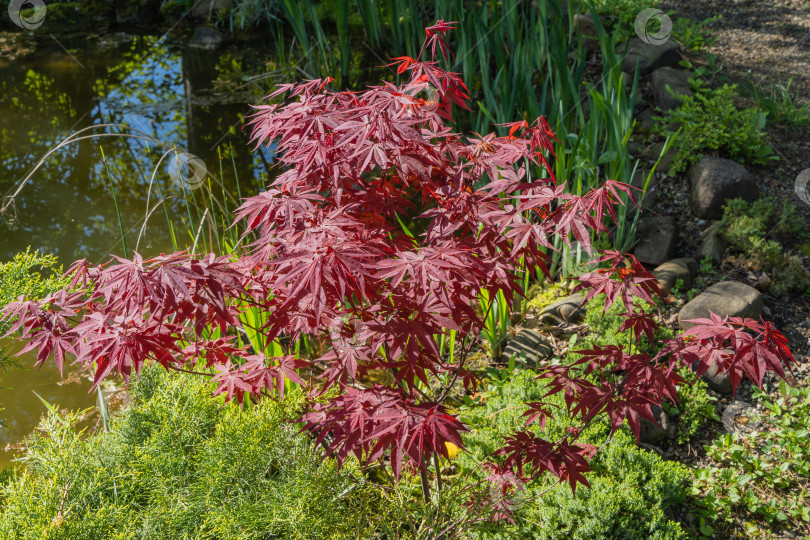 Скачать Японский клен Acer palmatum Atropurpureum растет на берегу красивого садового пруда. Крупный план. Молодые красные листья на размытом фоне вечнозеленых и водных растений. Концепция природы для дизайна. фотосток Ozero