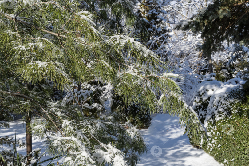 Скачать Красивая текстура ветки белой сосны Pinus strobus с длинными иглами, покрытыми инеем. Размытый фон. Выборочный фокус. Зимняя сказка в вечнозеленом саду. Концепция природы для дизайна фотосток Ozero