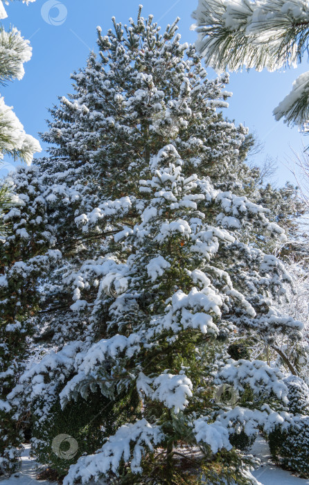 Скачать Корейская ель Abies koreana, покрытая белым снежным покровом на фоне апанской сосны Pinus parviflora Glauca. Выборочный фокус. Зимняя сказка в вечнозеленом саду. Концепция природы для дизайна. фотосток Ozero