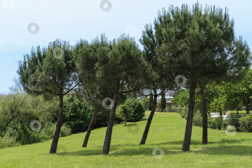 Скачать Кедровая сосна (Pinus pinea), итальянская кедровая сосна, зонтичная сосна и сосна зонтичная на лужайке в орнитологическом заповеднике. Сириус (Адлер) Сочи. Концепция природы для дизайна. фотосток Ozero