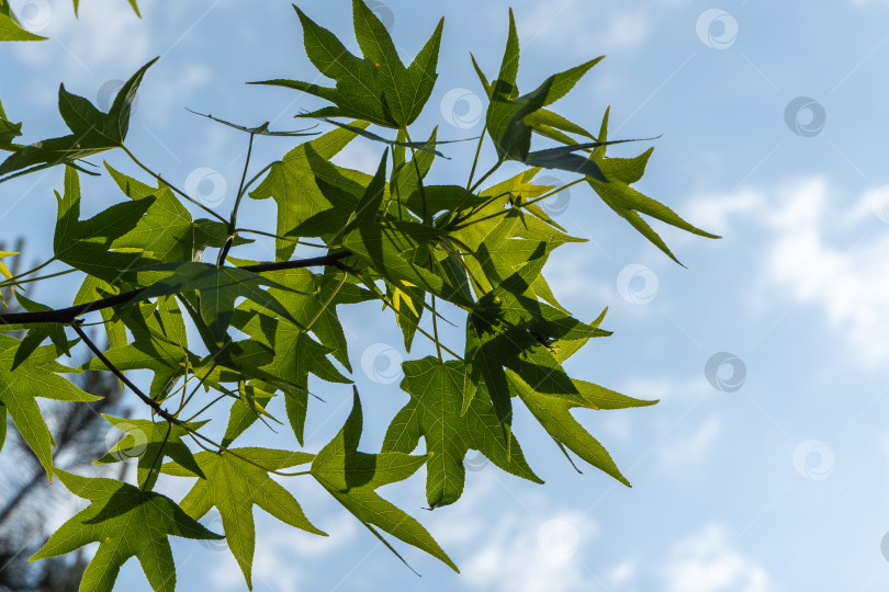 Скачать Молодые резные листья на ветке янтарного дерева в ясный солнечный день в весеннем саду. Листья ликидамбара стирацифлуа или американского дерева сладкой камеди светятся в солнечном свете на фоне голубого неба. Место для вашего текста. фотосток Ozero