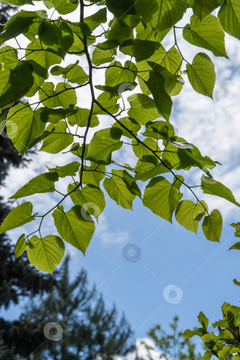 Скачать Ярко-зеленые листья липы Tilia caucasica на размытом фоне голубого неба. Выборочный фокус. Естественная концепция весны, начала новой жизни. фотосток Ozero