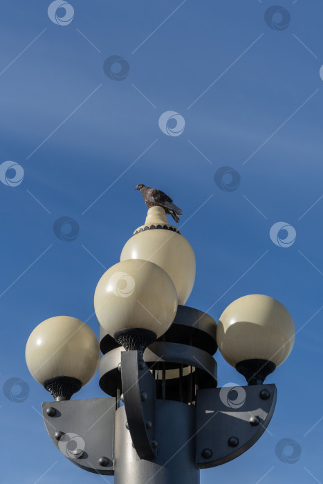 Скачать Осветительный столб с пятью фонарями, напоминающий по форме ростральную колонну, был установлен на набережной в городе-курорте Анапа. Голубь сидит на фонарном столбе. фотосток Ozero