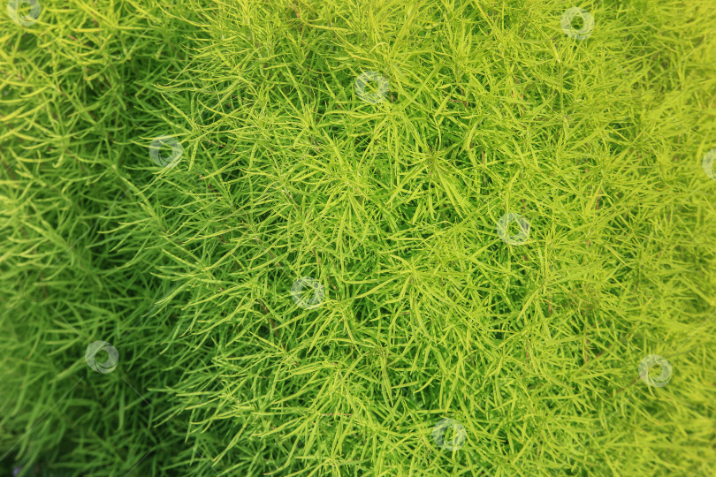 Скачать Куст с маленькими, узкими зелеными листьями. фотосток Ozero