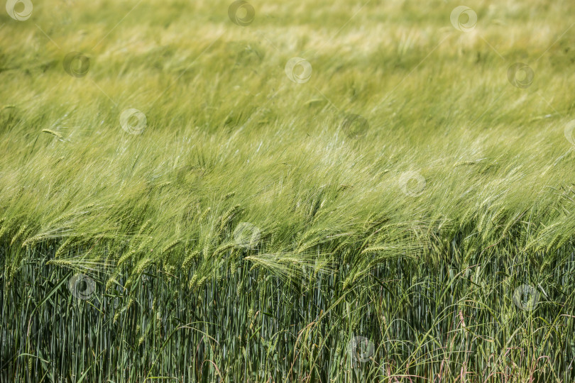 Скачать Сельскохозяйственное поле с зелеными колосьями пшеницы фотосток Ozero