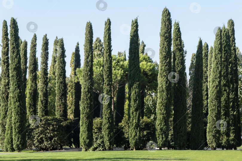 Скачать Группа Cupressus sempervirens или средиземноморских кипарисов высажена в городском парке Краснодара. Кипарис как живая изгородь для зон отдыха. Общественный ландшафт "Парк Галицкого". Солнечный осенний день 2023 года. фотосток Ozero