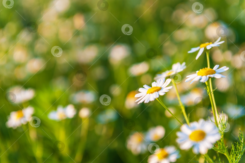 Скачать Летний яркий пейзаж с прекрасными полевыми цветами ромашками. Маргаритки в поле. фотосток Ozero