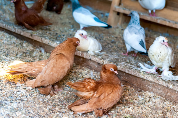 [object Object] undefined