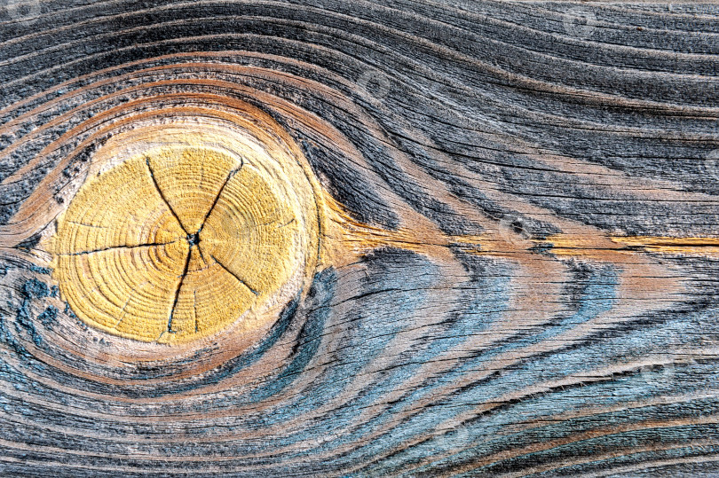 Скачать Красивый деревянный фон из поперечно вырезанного дерева с рисунком в виде колец. Шаблон для надписи. Макет для дизайна. Фото высокого качества фотосток Ozero