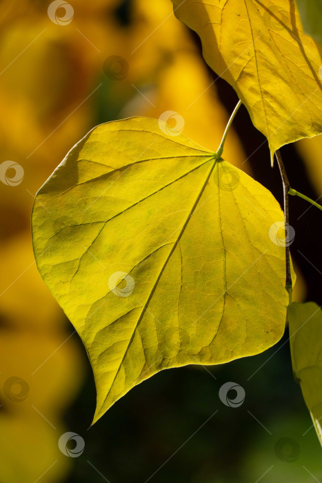 Скачать Крупный план осенних листьев краснохвоста восточного или Cercis canadensis. Желтые листья иудиного дерева после солнечного осеннего дня на размытом зеленом фоне. Выборочный фокус. фотосток Ozero