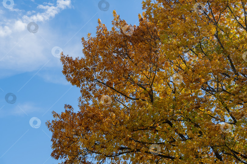 Скачать Листья красного дуба в золотистых осенних тонах. Ландшафтный сад. Золотая крона огромного красного дуба на закате на фоне голубого осеннего неба. Концепция природы для дизайна фотосток Ozero