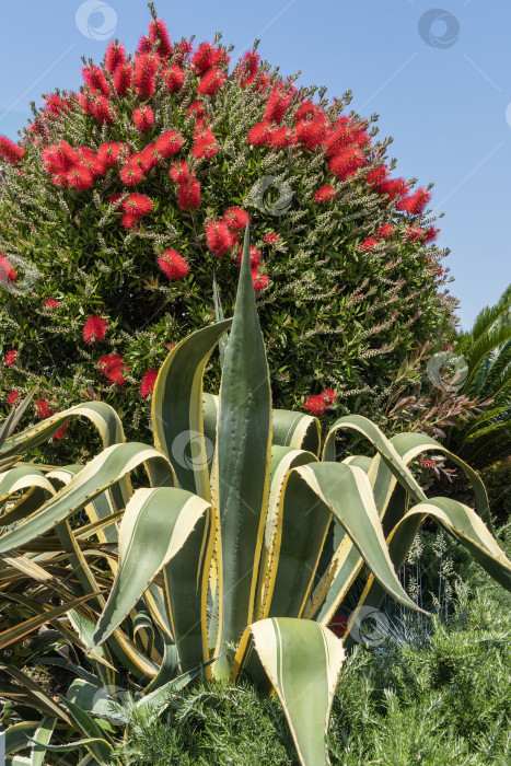 Скачать Огромные полосатые листья вечнозеленой американской агавы (Agave americana) выделяются на фоне цветущего куста Callistemon rigidus. Агава американская растет в парковой зоне набережной в Сириусе фотосток Ozero