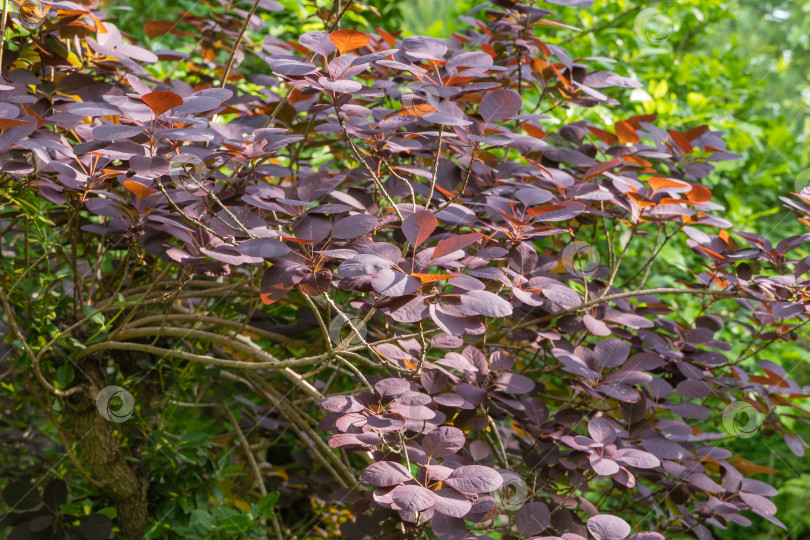 Скачать Молодые красные листья Cotinus coggygria Royal Purple (Rhus cotinus, европейское дымчатое дерево) на размытом фоне зелени сада. Выборочный фокус. Красные листья светятся на солнце. Концепция природы для дизайна. фотосток Ozero