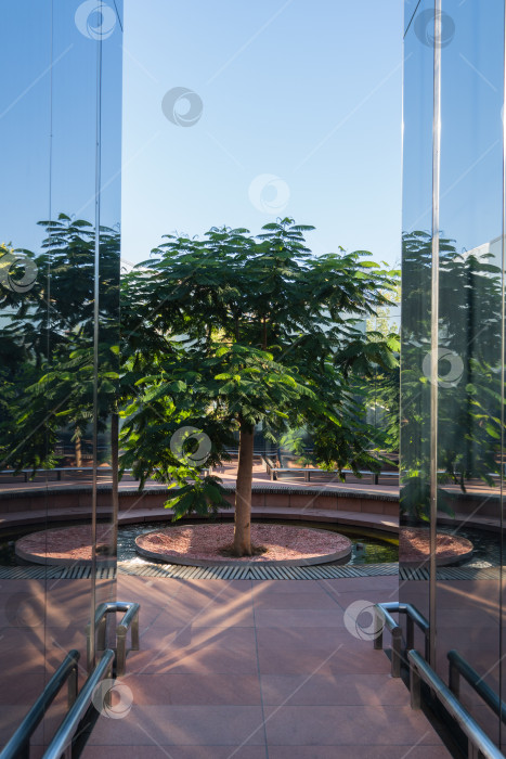 Скачать Дерево Delonix regia (яркое или королевское дерево Пуансиана) со свежими листьями в зеркальном лабиринте. Редкое дерево растет в общественном городском парке Краснодара или парке Галицкого. фотосток Ozero