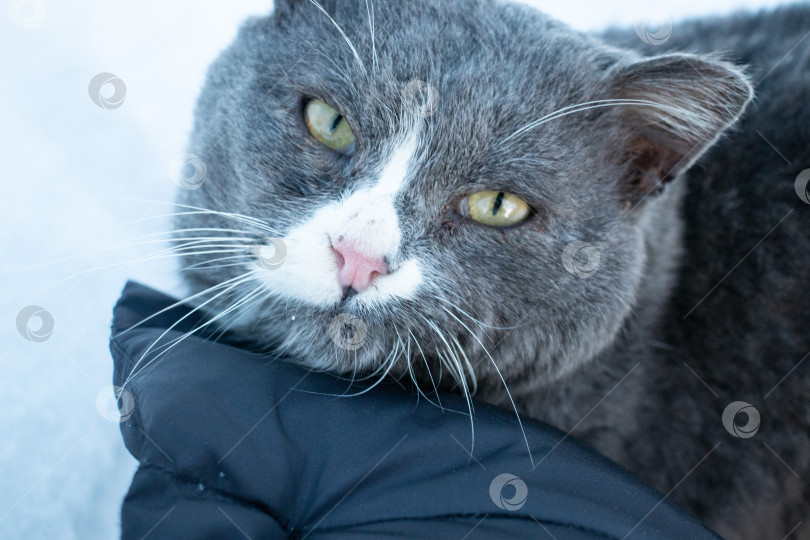 Скачать Портрет серого кота, преданно смотрящего на человека фотосток Ozero