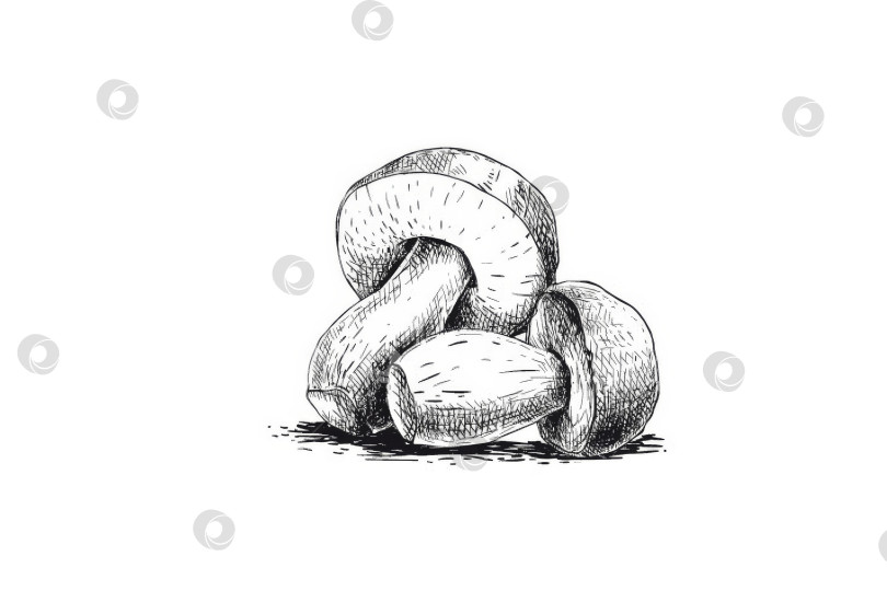 Скачать Белый гриб. Графический рисунок. фотосток Ozero
