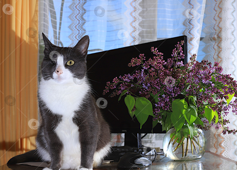 Скачать Забавный одноглазый кот на столе с компьютером и вазой с сиренью.Концепция домашнего интерьера для работы на дому. баннер, натюрморт с местом для текста, цветочная праздничная открытка, фотосток Ozero